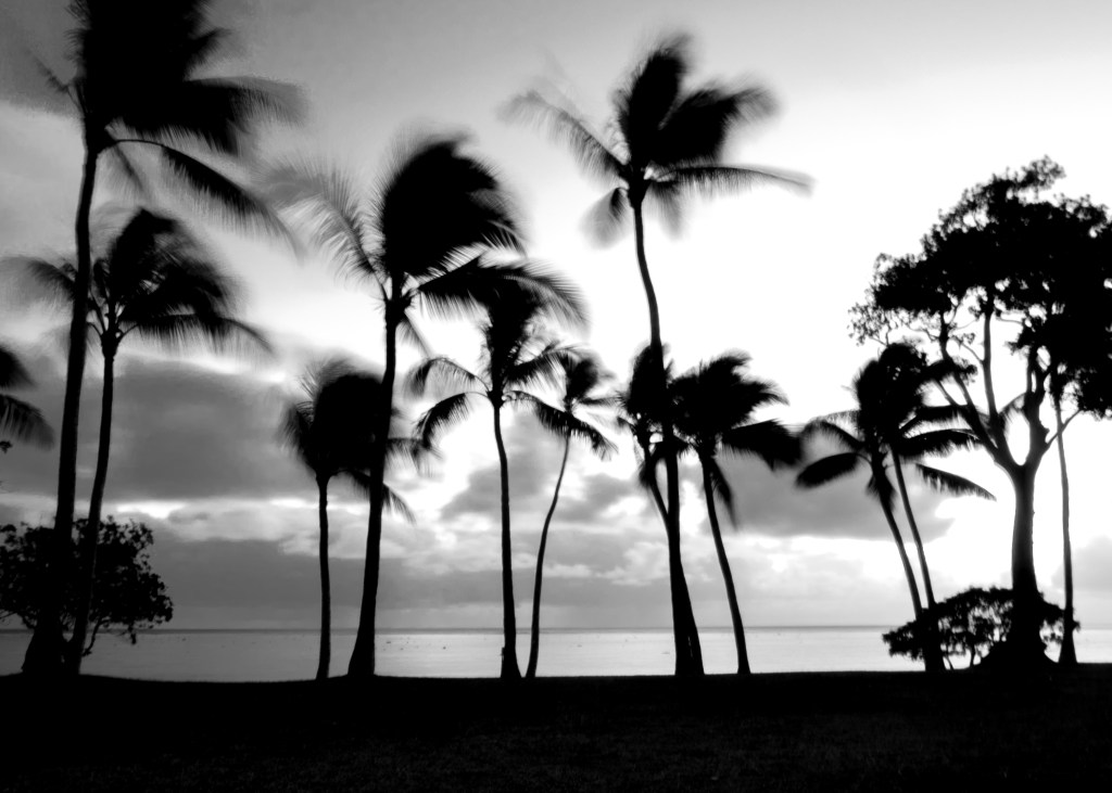 Blowin’ in the&nbsp;wind